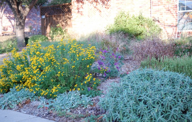 Rain Gardens for North Texas - Dubberley Landscape - Plano, Texas